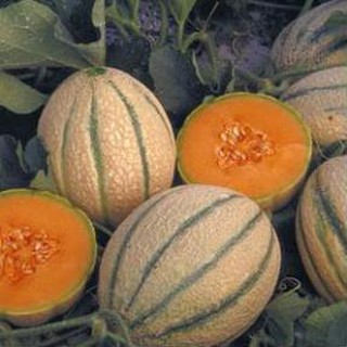 hạt giống Dưa lưới Nhật Bản (Galia)