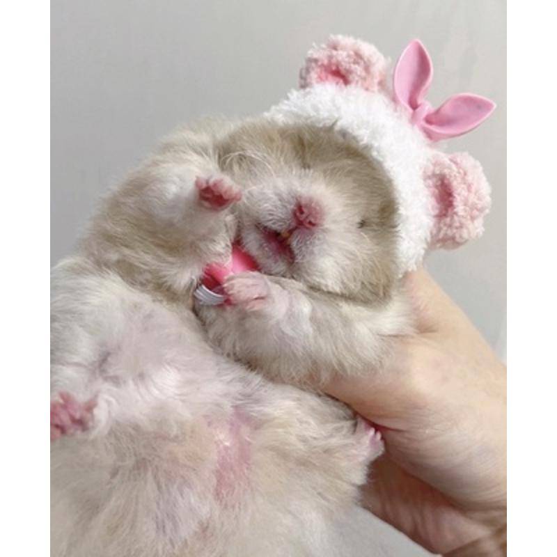 Mũ Tai Bèo Hình Gấu Vàng / Thỏ / Cà Rốt / Luffy Dễ Thương Cho Chuột Hamster