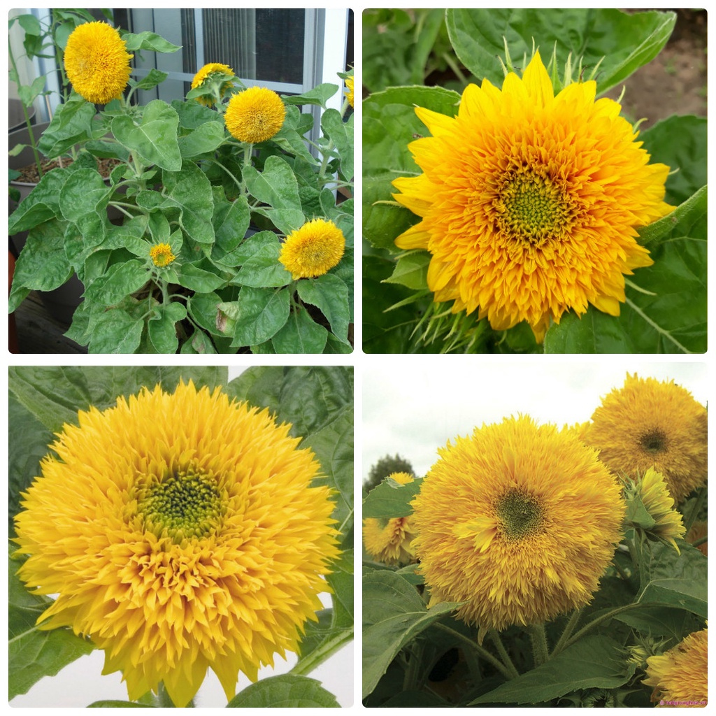 50H - #Hạt_Giống_Hướng_Dương_Kép ( tặng kèm kích mầm và phân bón )