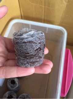 Combo 10 viên nén xơ dừa