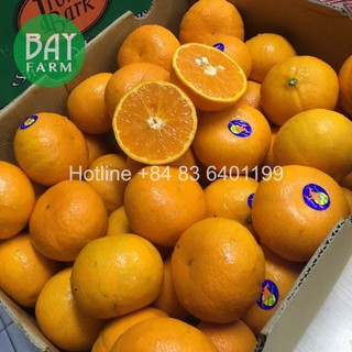 [Hàng giao nhanh trong ngày] Cam vàng Nhập Khẩu Úc