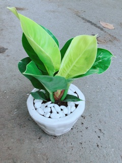 Chậu Cây Trầu Bà Đế Vương