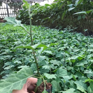 Cây giống cà gai leo 20 cây