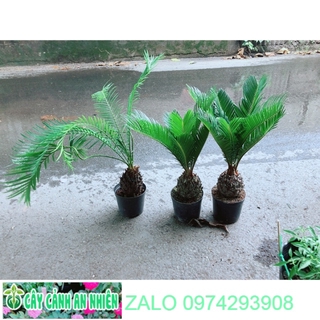 Thiên Tuế Cao 40cm giá 140k/chậu