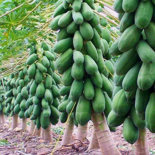 Cây đu đủ lùn ruột đỏ