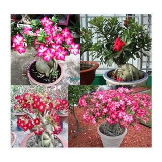 5 Hạt giống hoa sứ thái
