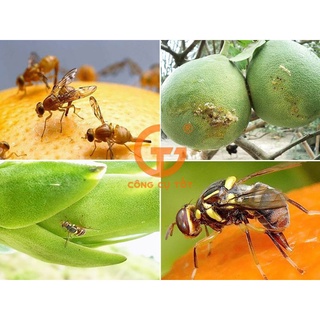 Bẫy dụ ruồi vàng đục trái