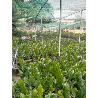 Cây kim tiền ( kim phát tài ) loại 1