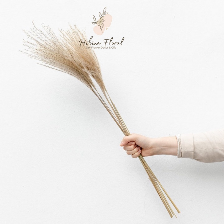 Cỏ Lau Sợi Pampas Mini, Lau Thật Sấy Khô Nhiều Màu Dùng Deocr, Trang Trí