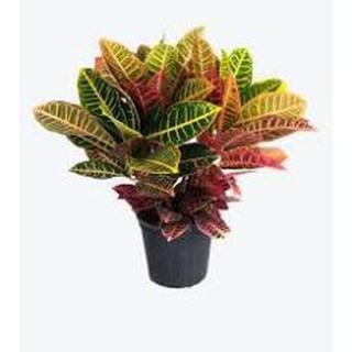 CHẬU CÂY CÔ TÒNG LÁ HỒNG ĐỎ -MANG LẠI KHÔNG GIAN SINH ĐỘNG VÀ NỔI BẬT , cam kết uy tín chất lượng