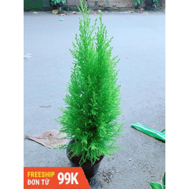 Cây Tùng Thơm