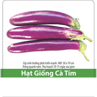 Hạt giống cà tím dễ trồng, năng suất cao 0.5gr