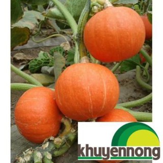 Hạt giống bí ngô đỏ mini 10 hạt