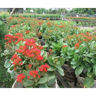 COMBO 10 CÂY giống HOA SỐNG ĐỜI ĐỎ RA HOA DỊP TẾT