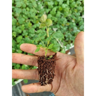 Combo 10 cây hoa hồng tỉ muội siêu bông - Cây con cấy mô, cứng cáp bầu khoảng 5cm - Tặng 2 cây và 1 gói kích rễ