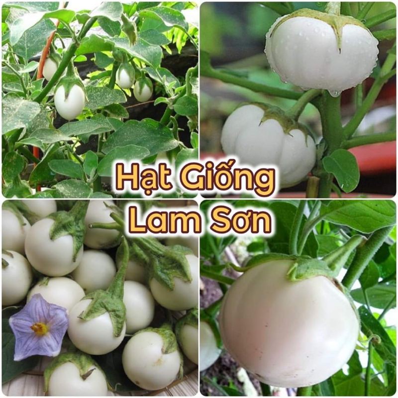 HẠT GIỐNG CÀ PHÁO BI TRẮNG - Siêu Trái, Vị Giòn Ngon, Dễ Trồng.