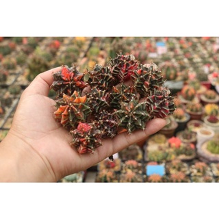 Xương rồng Lem