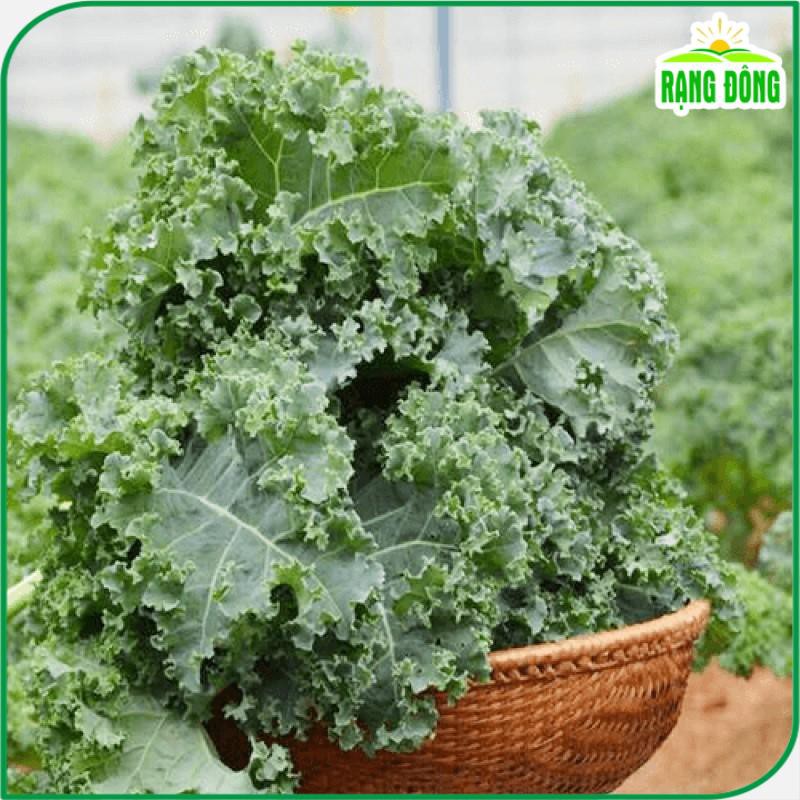 Hạt Giống Cải Xoăn Kale Xanh Dễ Trồng, Năng Suất Cao, Gói 5 gram