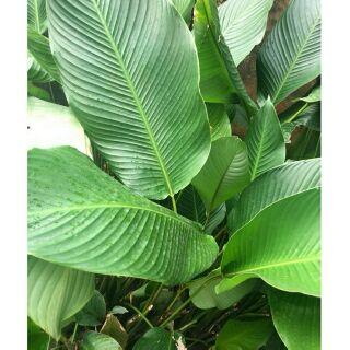 10 chiếc lá dong tươi loại to đại