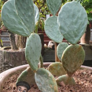 Xương rồng tai voi Opuntia Robusta 1 lá