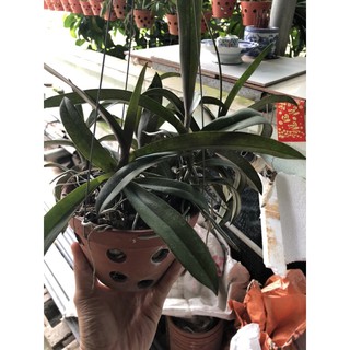 lan tiểu hồ điệp rừng