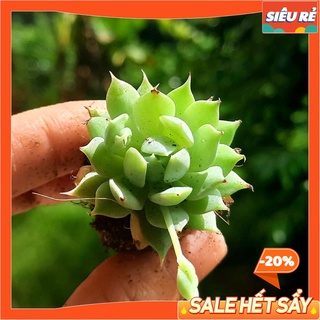 Sen đá dù kim lá nhọn size mini dễ thương - lỗi 1 đổi 1