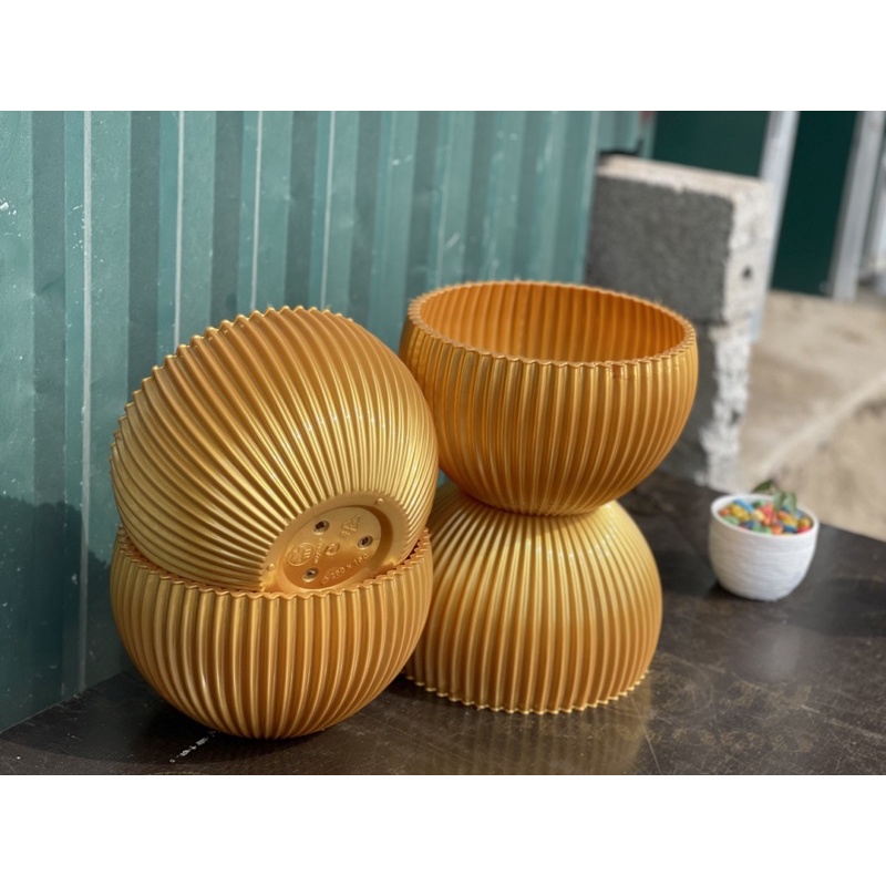 Chậu Gân sọc để bàn màu Vàng Đồng      và Trăng   derco siêu siêu đẹp ạ - Ảnh thật