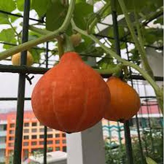 HẠT GIỐNG BÍ NHẬT ĐỎ (10H)