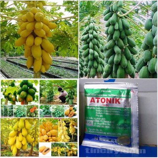 Bộ 4 gói hạt giống - ( 2 đu đủ vàng - 2 đu đủ lùn gấc - tặng 1 kích mầm )