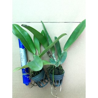 Lan Cattleya cây giống