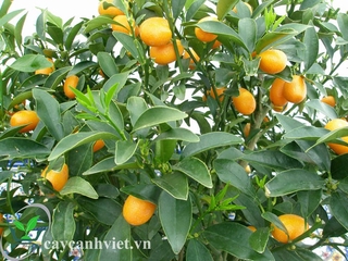 Cây tắc ngọt siêu trái