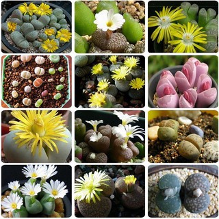 Hạt giống hoa đá sống ( thạch lan ) mix 10 hạt/gói