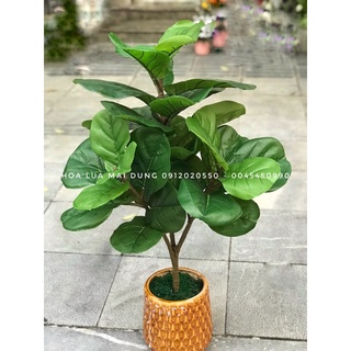 Cây bàng Sing giả cỡ 80cm - Cây bàng Sing nhân tạo