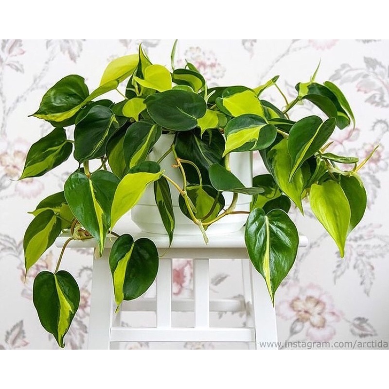 Philodendron Brazil