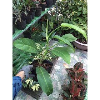 Trầu bà trụ lá xanh