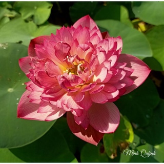 Củ sen Red rosy