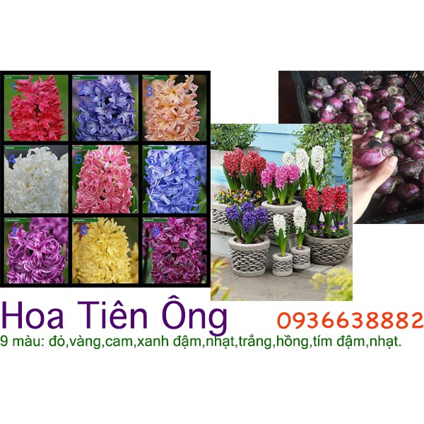 Củ giống hoa tiên ông nhiều màu: đỏ, vàng,cam, xanh đậm, nhạt, hồng đậm, nhạt, tím đậm, nhạt