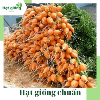 Hạt giống cà rốt củ tròn mini baby trồng chậu, đẽ trồng, năng suất cao 2g (Rạng Đông)
