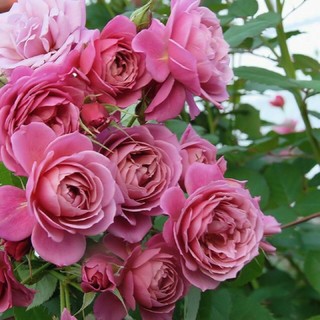 hồng Aoi (cây nguyên bản)