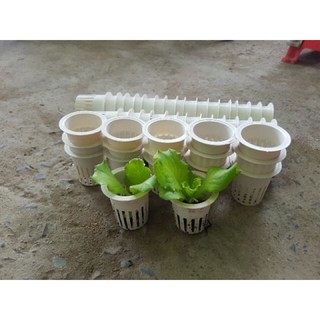 Compo 100 rọ nhựa trắng phi 55 trồng thuỷ canh