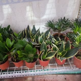Cây lưỡi hổ thái - TẶNG KÈM PHÂN BÓN