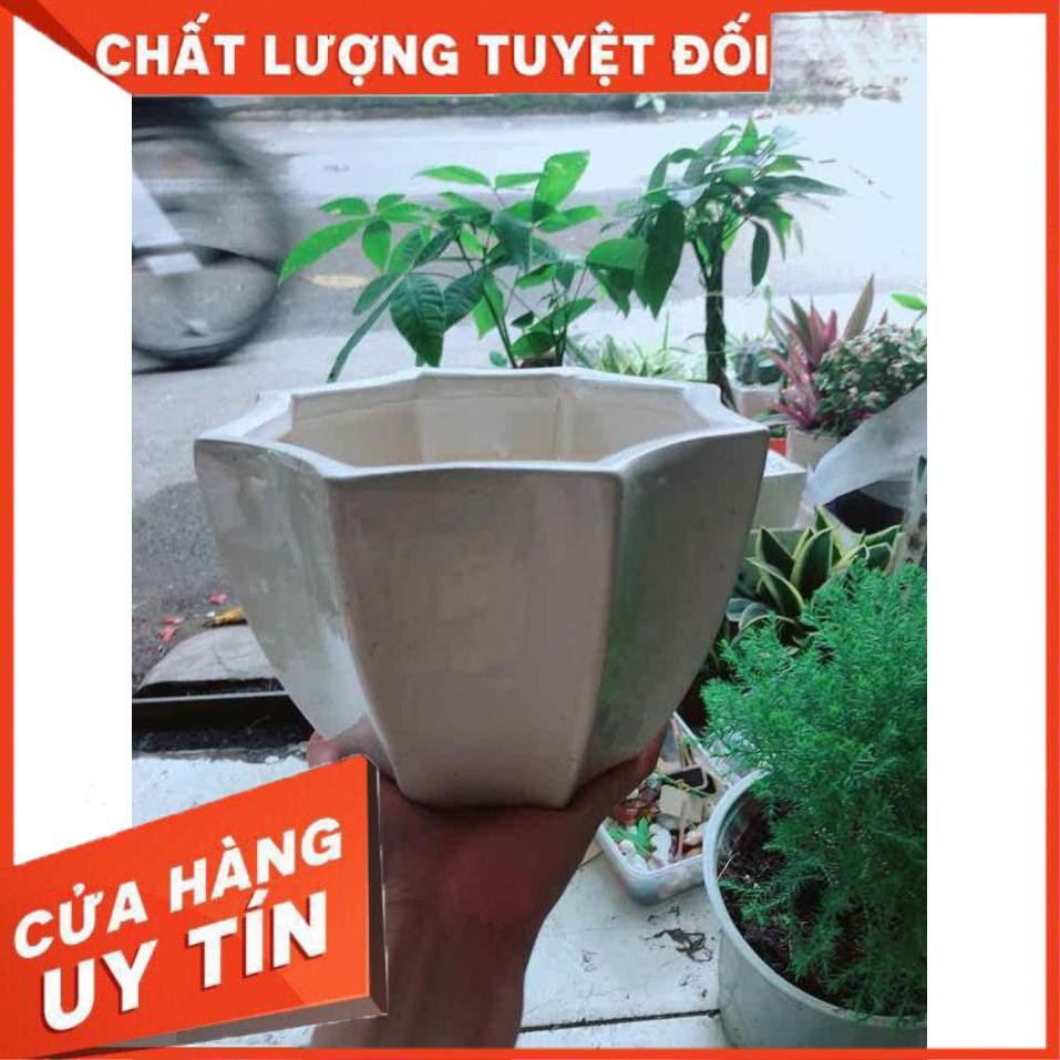 Chậu Trồng Cây Nhiều Người Mua