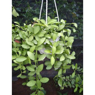 Lan hạt dưa xanh ( chậu treo )