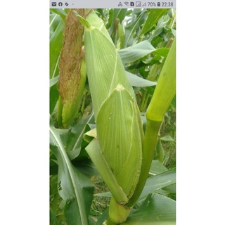 100g Hạt Giống Bắp Nếp