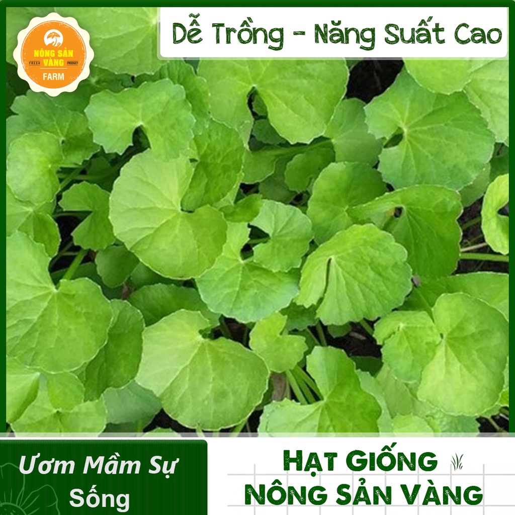 Hạt giống Rau Ăn Lá, Chịu Nhiệt, Trồng Quanh Năm, Dễ Trồng, Năng Suất Cao - Nông Sản Vàng