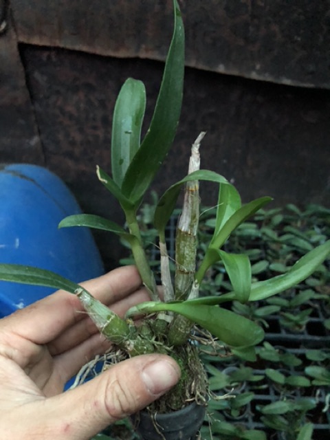 2 cây Denro mini thanh lý