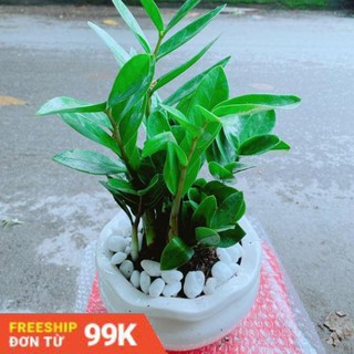 Chậu Kim Tiền Để Bàn