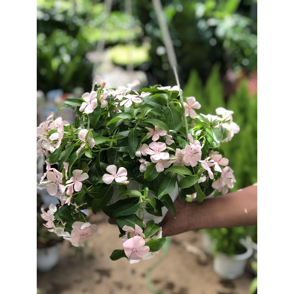 Chậu Treo Dừa cạn rủ