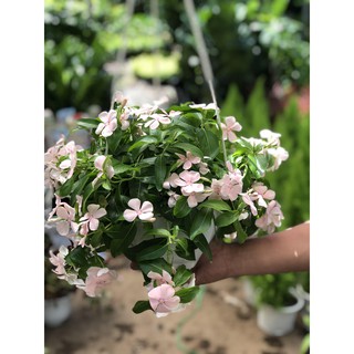 Chậu Treo Dừa cạn rủ