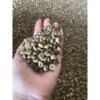 Cà phê nhân sống robusta s18 đăk lăk 1kg